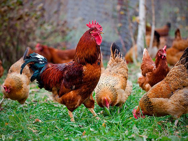 Породы куриц | ЗооТом - продажа, вязка и услуги для животных в Ульяновске