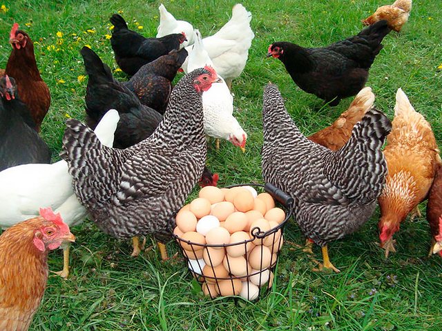 Содержание кур и уход за ними | ЗооТом - продажа, вязка и услуги для животных в Ульяновске