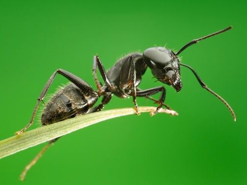 Все о муравьях в Ульяновске | ЗооТом портал о животных