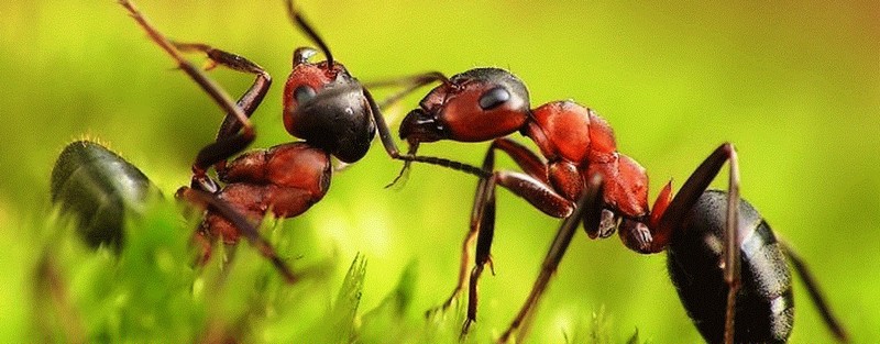 Все о муравьях в Ульяновске | ЗооТом портал о животных