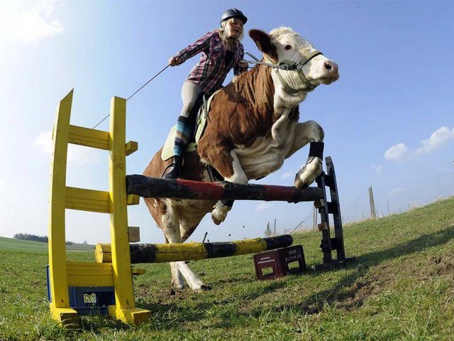 Статьи о коровах в Ульяновске | ЗооТом портал о животных