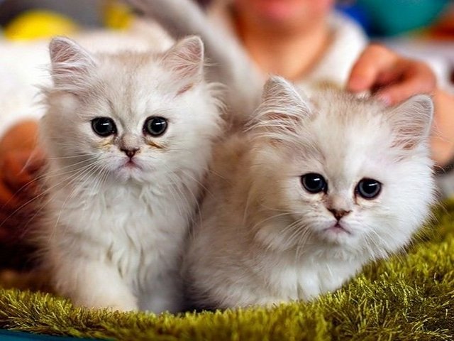 Породы кошек в Ульяновске | ЗооТом портал о животных
