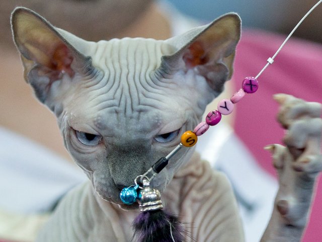 Выставки кошек в Ульяновске | ЗооТом портал о животных