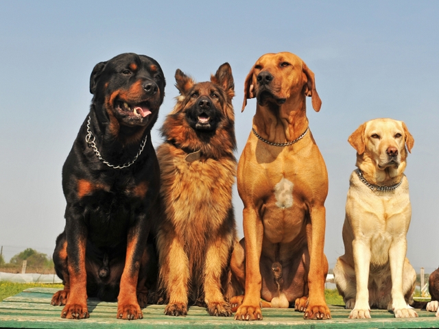 Крупные породы собак в Ульяновске | ЗооТом портал о животных