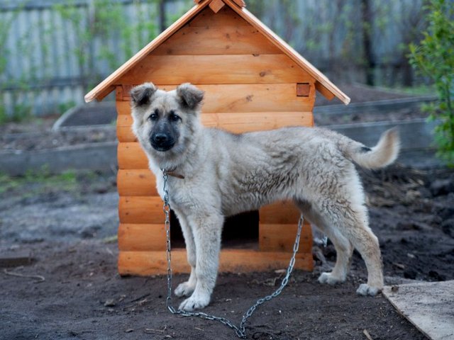 Все о собаках в Ульяновске Все о собаках в Ульяновске